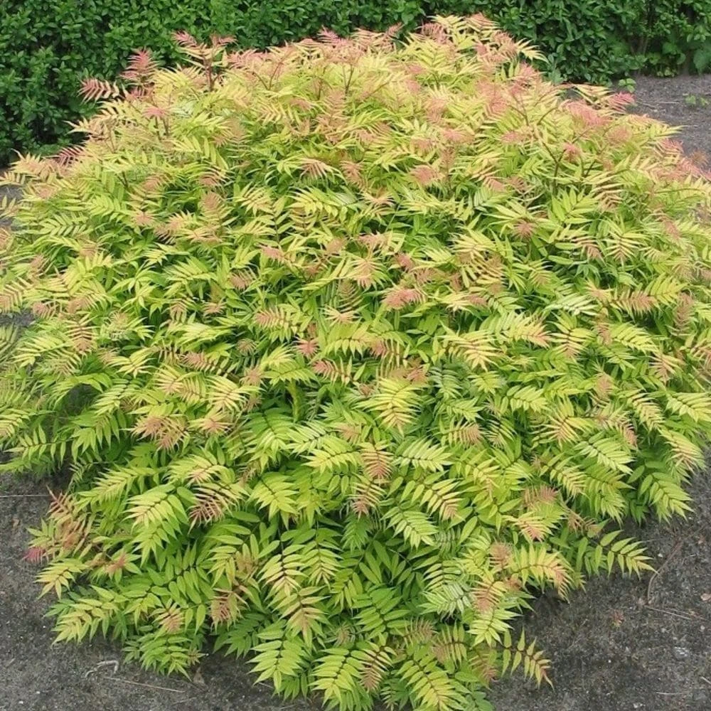 Sorbaria Sorbifolia 'Sem' (PBR) 2 Sorbaria Sorbifolia 'Sem' (PBR) - Image 2