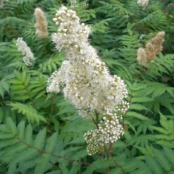 Sorbaria Sorbifolia 'Sem' (PBR) 5 Sorbaria Sorbifolia 'Sem' (PBR) -RootJoy Sales Shop pl2000036319 card3 lg