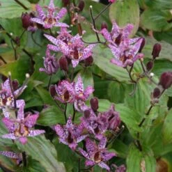 Tricyrtis Formosana 'Dark Beauty'