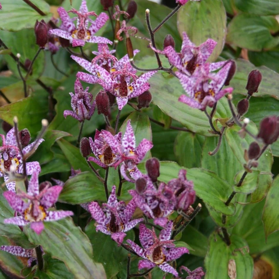 Tricyrtis Formosana 'Dark Beauty' 1 Tricyrtis Formosana 'Dark Beauty'