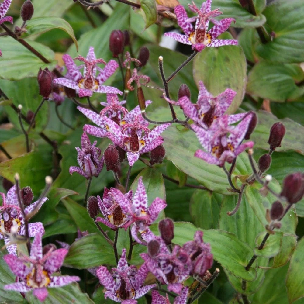 Tricyrtis Formosana 'Dark Beauty' 2 Tricyrtis Formosana 'Dark Beauty' - Image 2