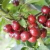 Cherry Celeste ('Sumpaca') (PBR)