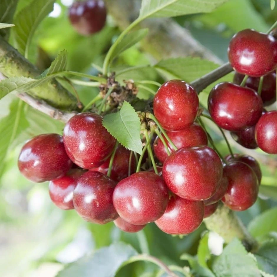 Cherry Celeste ('Sumpaca') (PBR) 1 Cherry Celeste ('Sumpaca') (PBR)