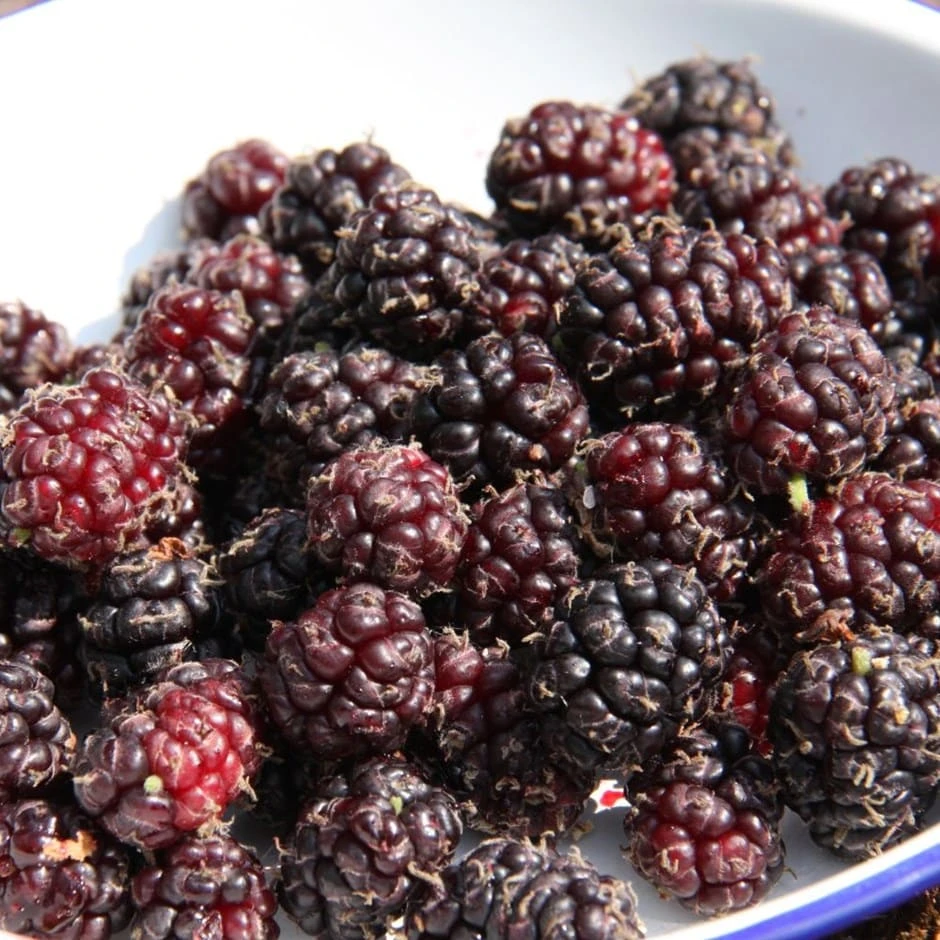 Mulberry 'Chelsea' 1 Mulberry 'Chelsea'