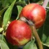Nectarine 'Lord Napier'