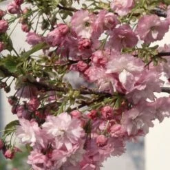 Prunus 'Little Pink Perfection'