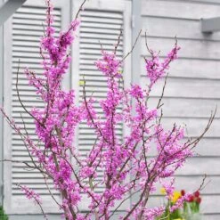 Cercis Chinensis 'Avondale' -RootJoy Sales Shop pl2000036885 card3 lg