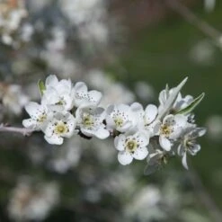 Pyrus Salicifolia 'Pendula' -RootJoy Sales Shop pl2000036892 card3 lg
