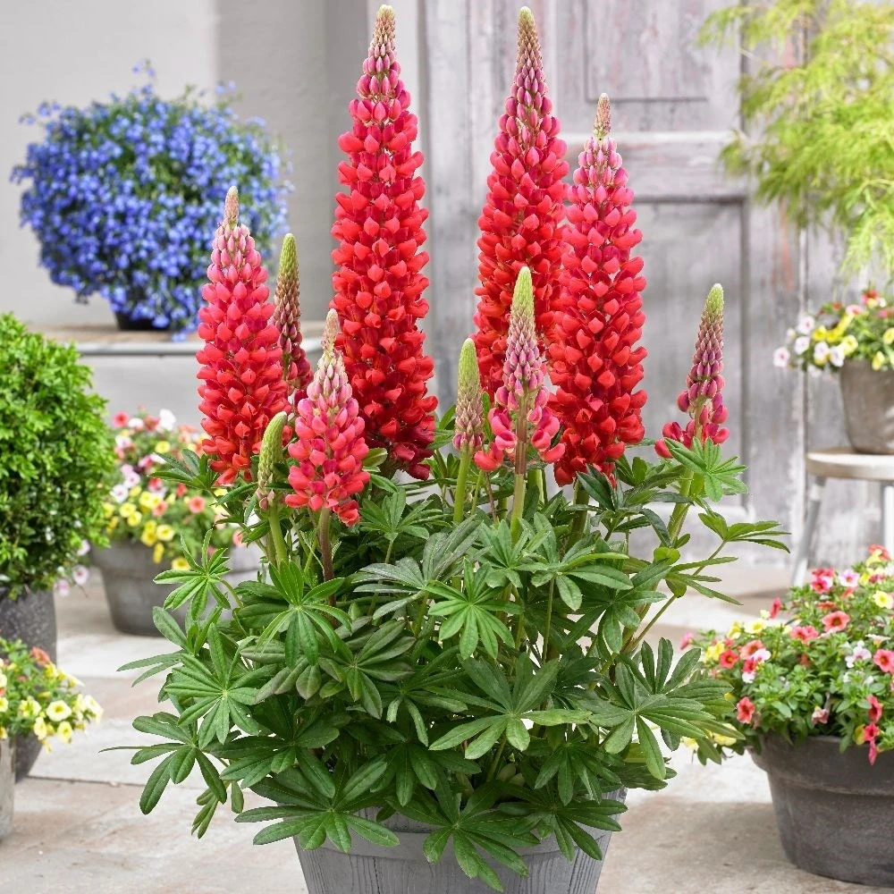 Lupinus 'Beefeater' (PBR) 2 Lupinus 'Beefeater' (PBR) - Image 2