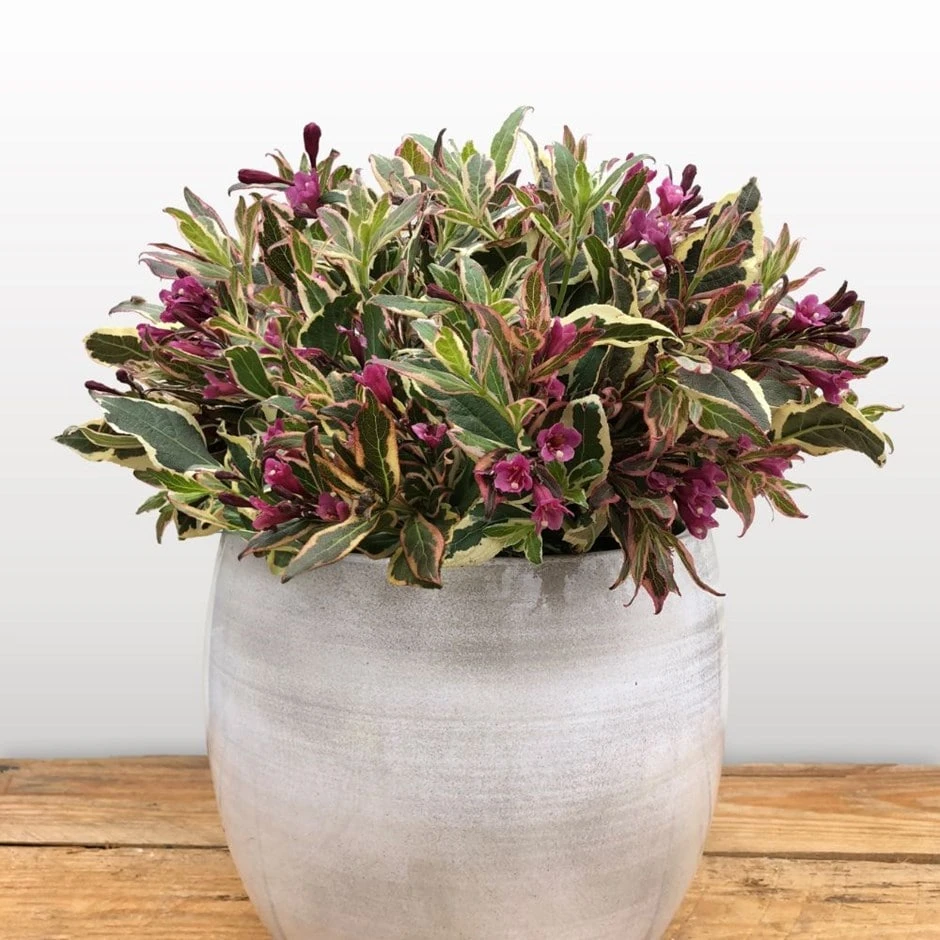 Weigela Florida All Summer Monet ('Verweig 8') (PBR) 1 Weigela Florida All Summer Monet ('Verweig 8') (PBR)