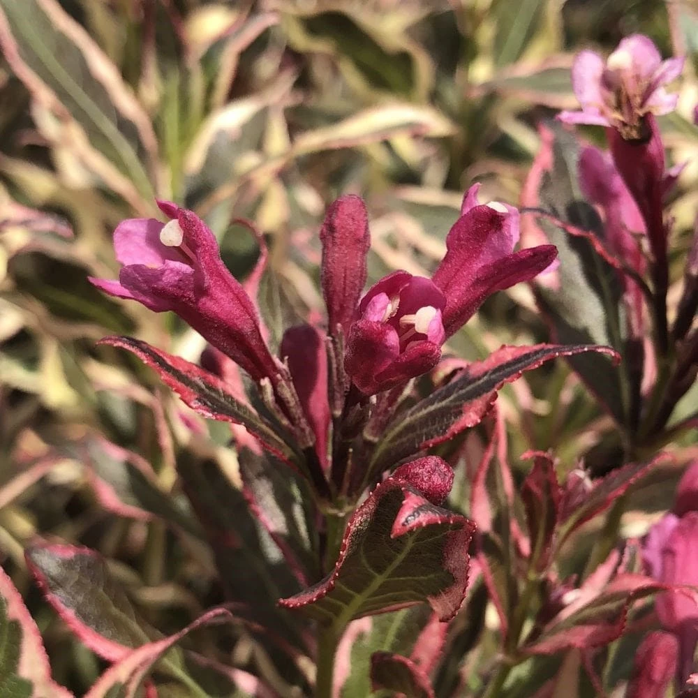 Weigela Florida All Summer Monet ('Verweig 8') (PBR) 2 Weigela Florida All Summer Monet ('Verweig 8') (PBR) - Image 2