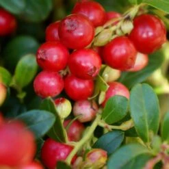 Lingonberry Fireballs ('Lirome') (PBR) -RootJoy Sales Shop pl2000037164 card2 lg