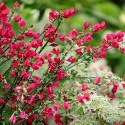 Cytisus × Boskoopii 'Boskoop Ruby'