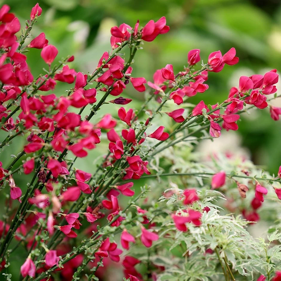 Cytisus × Boskoopii 'Boskoop Ruby' 1 Cytisus × Boskoopii 'Boskoop Ruby'