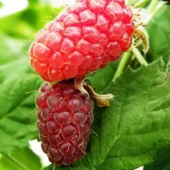 Loganberry 'Thornfree'