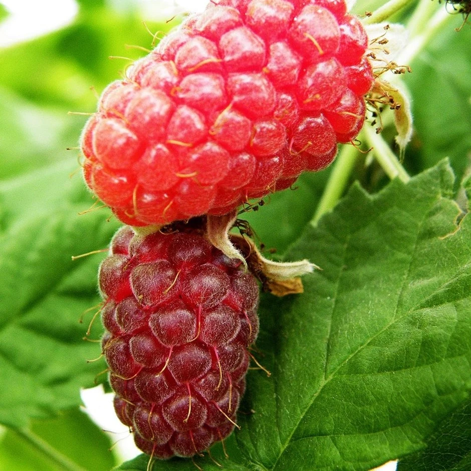 Loganberry 'Thornfree' 1 Loganberry 'Thornfree'