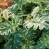 Acanthus 'Whitewater'