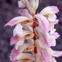 Acanthus 'Whitewater' -RootJoy Sales Shop pl2000037600 card3 lg