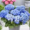 Hydrangea Macrophylla 'Little Blue'