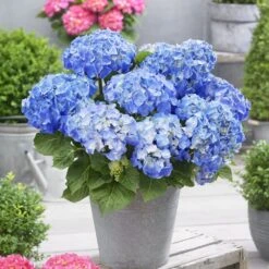 Hydrangea Macrophylla 'Little Blue' -RootJoy Sales Shop pl2000037670 card3 lg