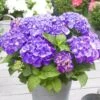 Hydrangea Macrophylla 'Little Purple'