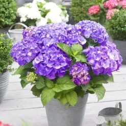 Hydrangea Macrophylla 'Little Purple' 5 Hydrangea Macrophylla 'Little Purple' -RootJoy Sales Shop pl2000037672 card3 lg
