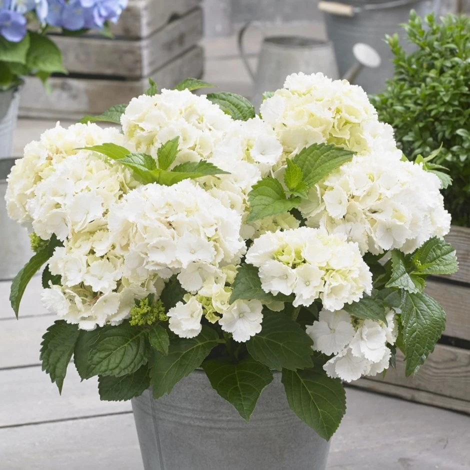 Hydrangea Macrophylla 'Little White' 1 Hydrangea Macrophylla 'Little White'