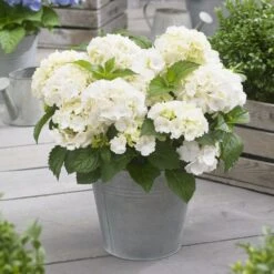 Hydrangea Macrophylla 'Little White' 5 Hydrangea Macrophylla 'Little White' -RootJoy Sales Shop pl2000037674 card3 lg