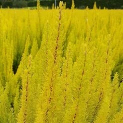 New Arrival 1 Erica Arborea Var. Alpina F. Aureifolia 'Albert's Gold'