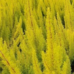 New Arrival -RootJoy Sales Shop pl2000037694 card2 lg