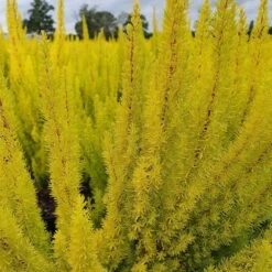 Erica Arborea Var. Alpina F. Aureifolia 'Albert's Gold' -RootJoy Sales Shop pl2000037694 card3 lg