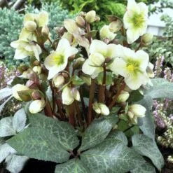 Helleborus 'Winter Moonbeam'