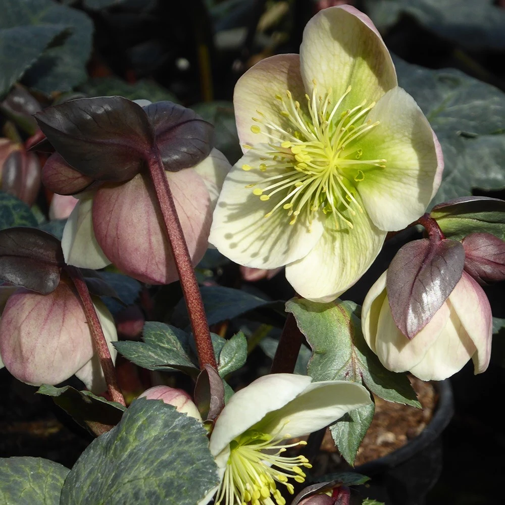 Helleborus 'Winter Moonbeam' 2 Helleborus 'Winter Moonbeam' - Image 2