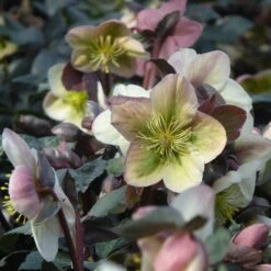 Helleborus 'Winter Moonbeam' 6 Helleborus 'Winter Moonbeam' -RootJoy Sales Shop pl2000037809 card3 lg