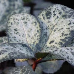 Helleborus 'Winter Moonbeam' 7 Helleborus 'Winter Moonbeam' -RootJoy Sales Shop pl2000037809 card4 lg