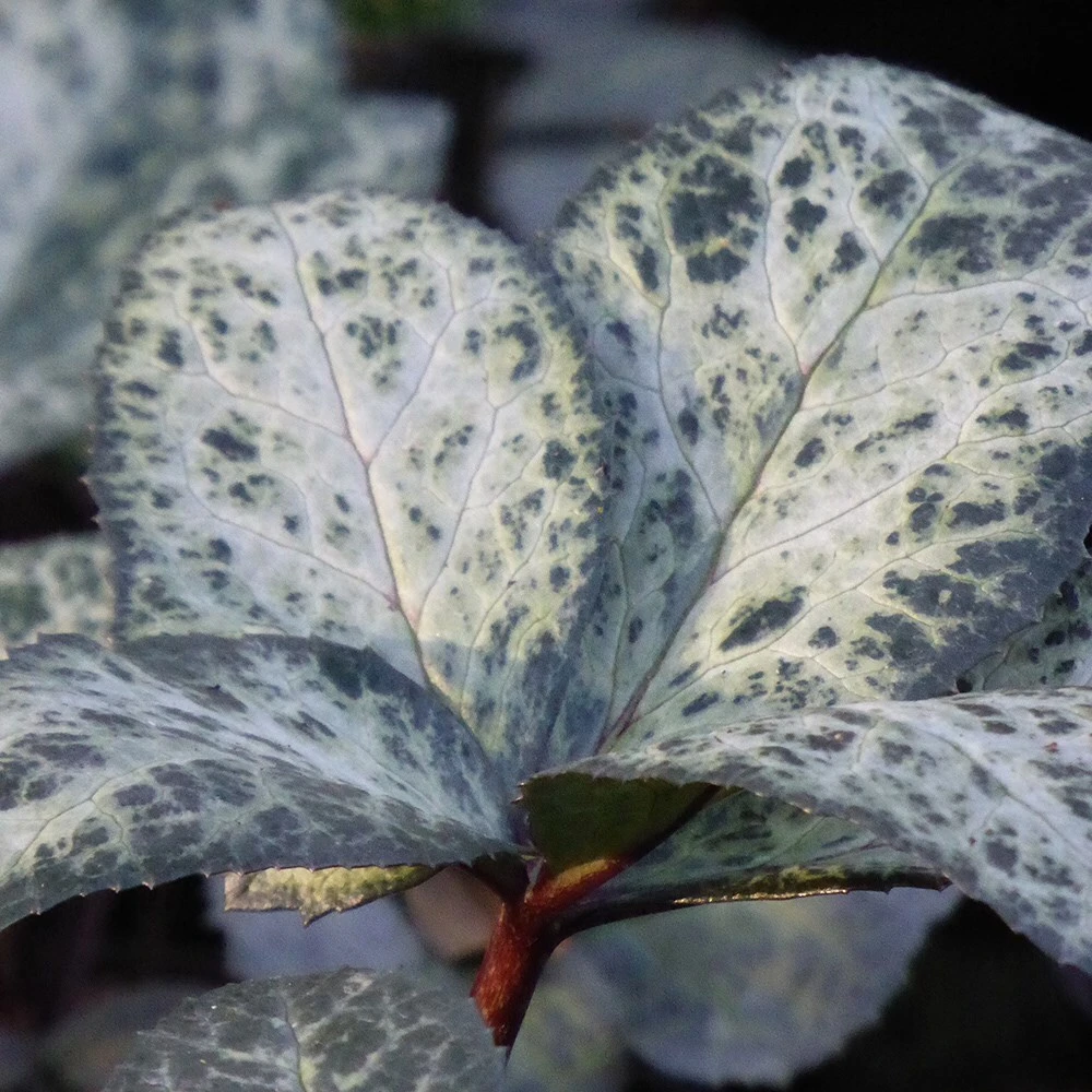 Helleborus 'Winter Moonbeam' 4 Helleborus 'Winter Moonbeam' - Image 4