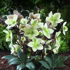 Helleborus × Ericsmithii 'Winter Sunshine'