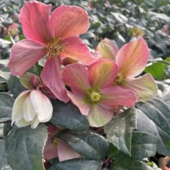 New Arrival -RootJoy Sales Shop pl2000037813 card2 lg