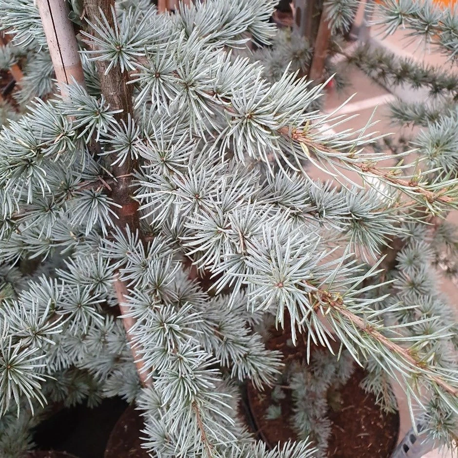 Cedrus Atlantica (Glauca Group) 'Glauca' 1 Cedrus Atlantica (Glauca Group) 'Glauca'
