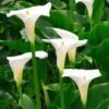 Zantedeschia Aethiopica