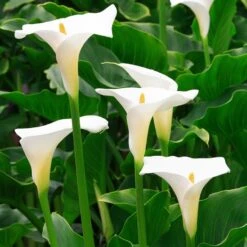 Zantedeschia Aethiopica