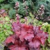 Heuchera 'Fire Alarm' (PBR)