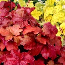 Heuchera 'Fire Alarm' (PBR) -RootJoy Sales Shop pl2000038521 card3 lg
