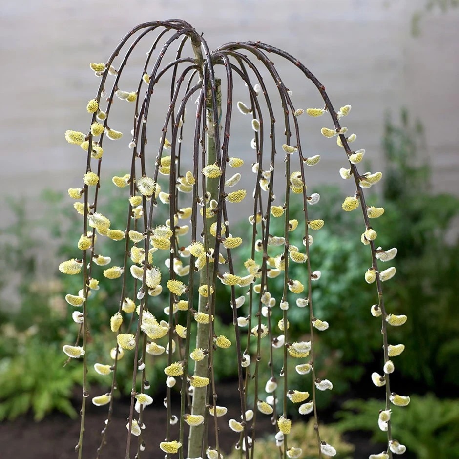 Salix Caprea 'Kilmarnock' 1 Salix Caprea 'Kilmarnock'