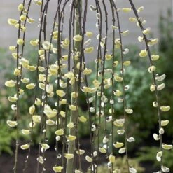 Salix Caprea 'Kilmarnock' 6 Salix Caprea 'Kilmarnock' -RootJoy Sales Shop pl2000038529 card3 lg