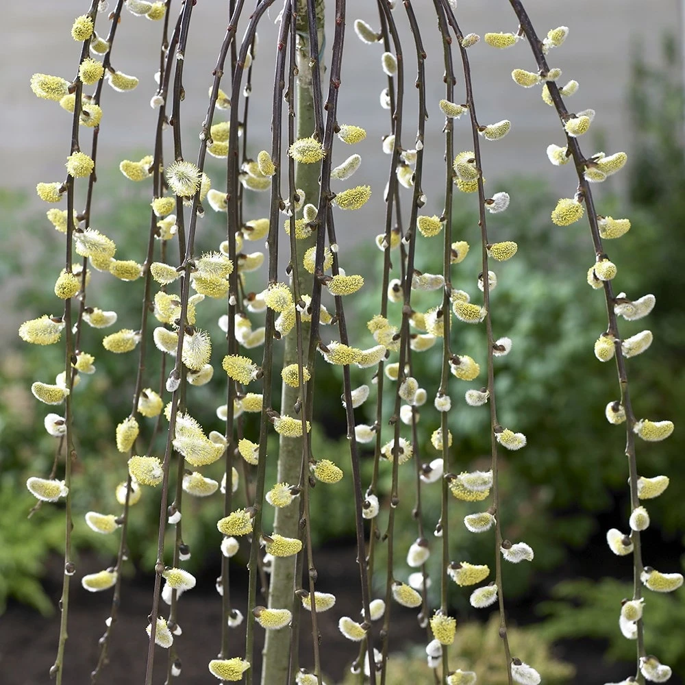 Salix Caprea 'Kilmarnock' 3 Salix Caprea 'Kilmarnock' - Image 3