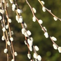 Salix Caprea 'Kilmarnock' 7 Salix Caprea 'Kilmarnock' -RootJoy Sales Shop pl2000038529 card4 lg