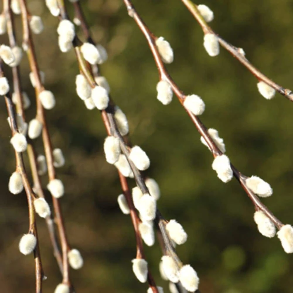 Salix Caprea 'Kilmarnock' 4 Salix Caprea 'Kilmarnock' - Image 4