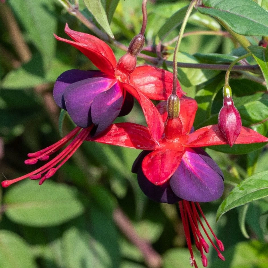 Fuchsia 'Lady Boothby' 1 Fuchsia 'Lady Boothby'