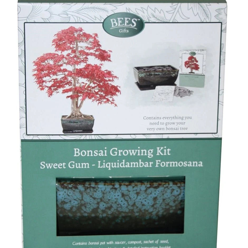 Bonsai Sweet Gum - Seed Growing Kit 1 Bonsai Sweet Gum - Seed Growing Kit